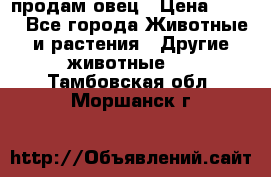  продам овец › Цена ­ 100 - Все города Животные и растения » Другие животные   . Тамбовская обл.,Моршанск г.